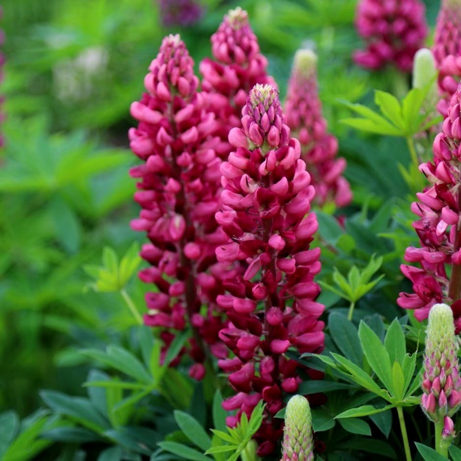 Lupinus Gallery Red | Lupin