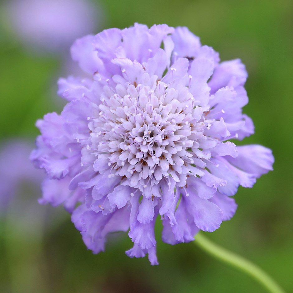 Scabiosa Butterfly Blue | Pincushion Flower