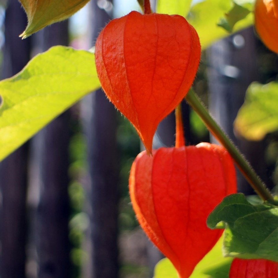 Physalis Alkekengi Var. Franchetii | Chinese Lantern