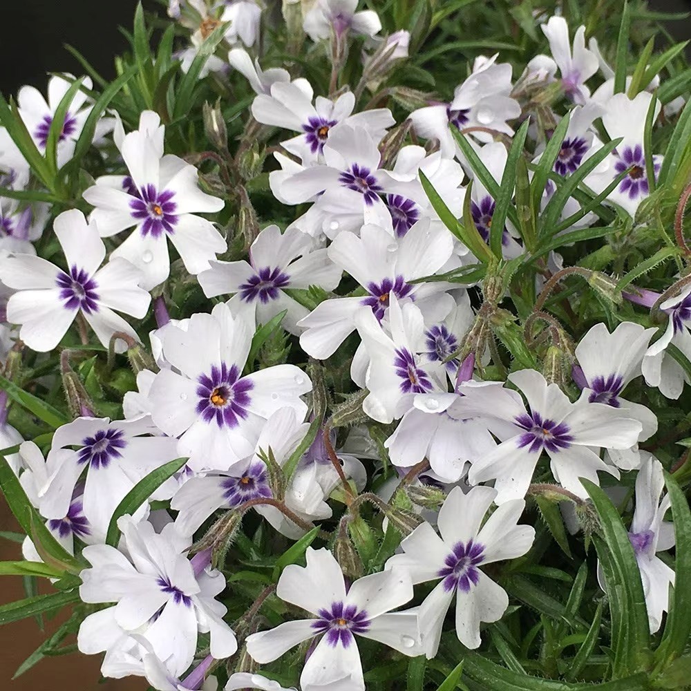 Phlox Subulata Bavaria | Creeping Phlox