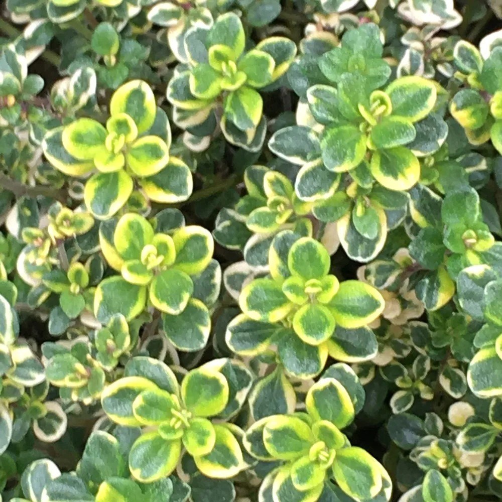 Thyme Lemon Variegated | Lemon Variegated Thyme Or Thymus
