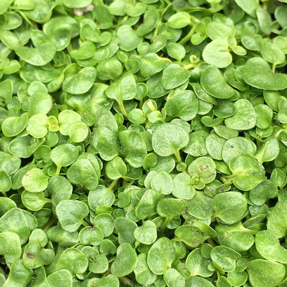 Mentha Requienii | Corsican Mint