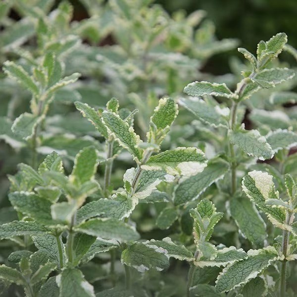 Mentha suaveolens Variegata | Pineapple Mint