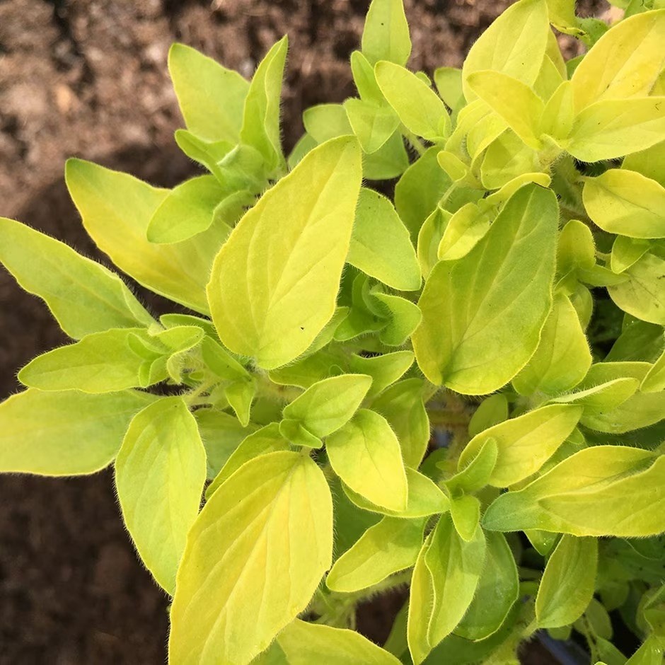 Origanum Vulgare Aureum | Golden Marjoram