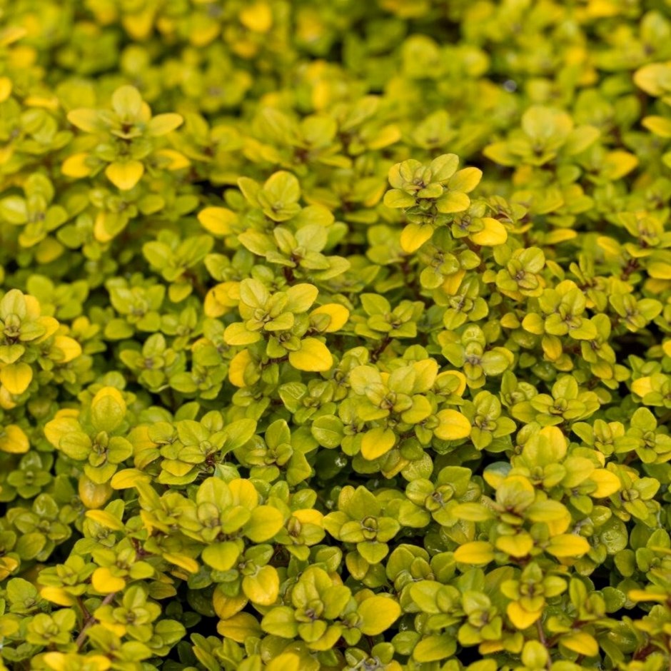 Thyme Pulegioides Archers Gold | Creeping Thyme