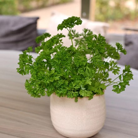 Parsley Extra Moss Curled | Curled Parsley