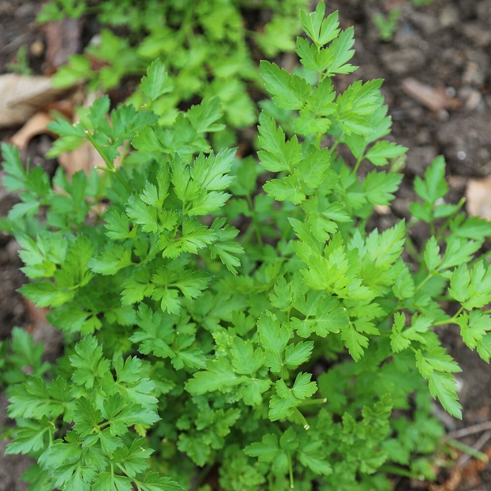 Parsley Italian Giant | Petroselinum Crispum Neapolitanum