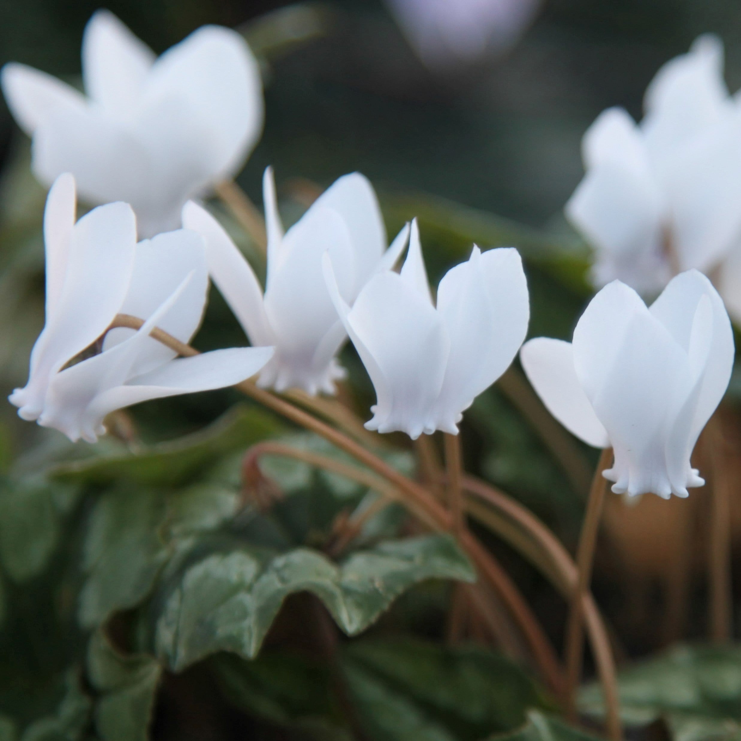 Cyclamen Hederifolium Var. Hederifolium F. Albiflorum | Sowbread
