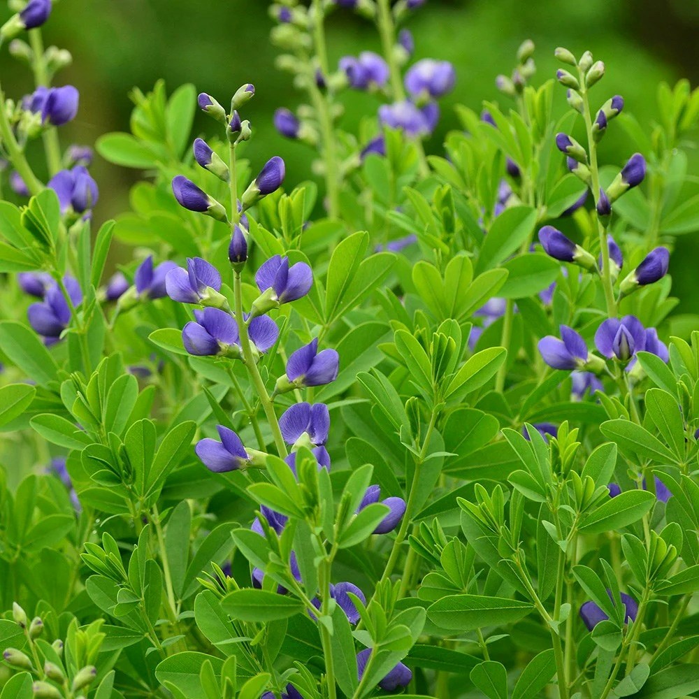 Baptisia Australis | False Indigo