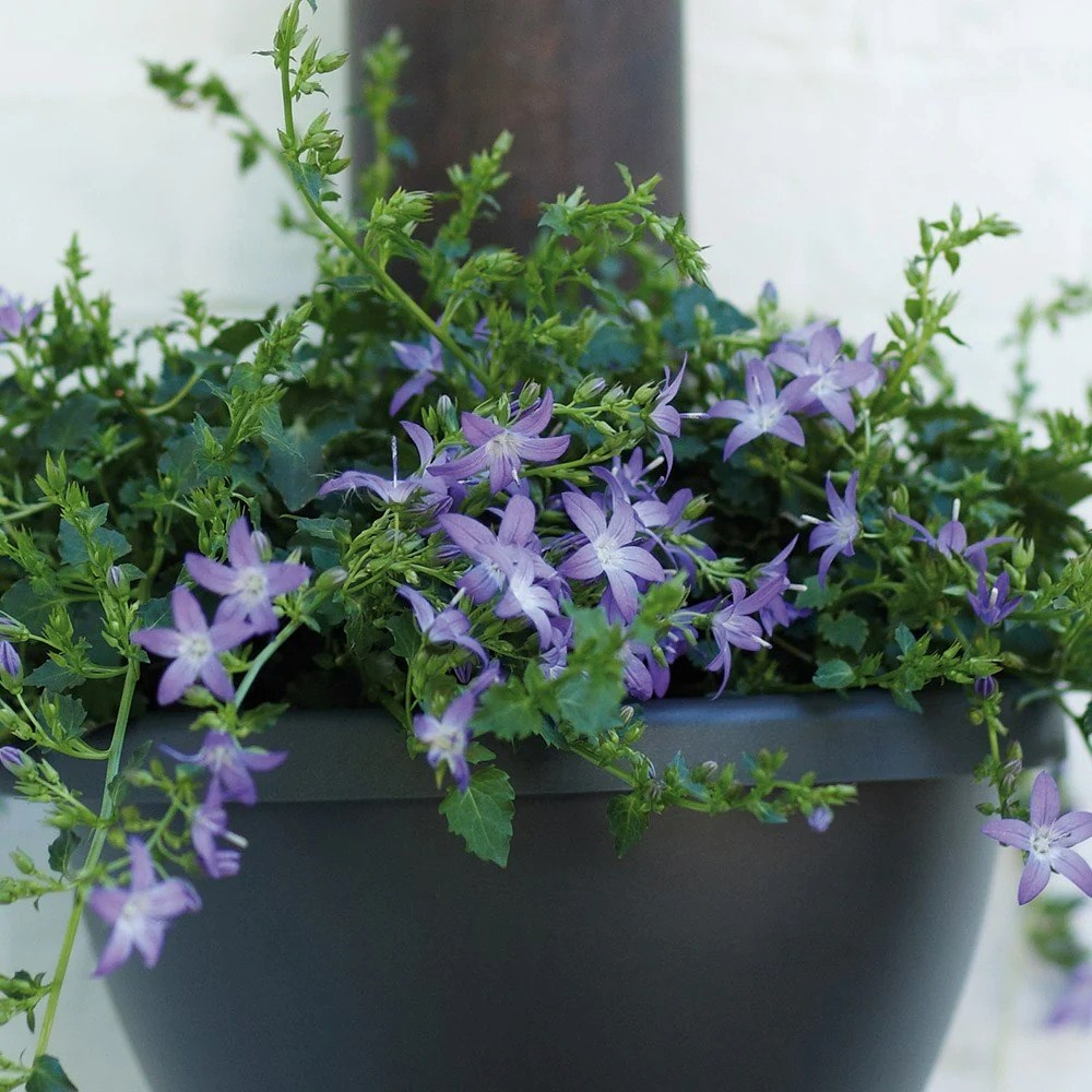 Campanula Poscharskyana | Bellflower