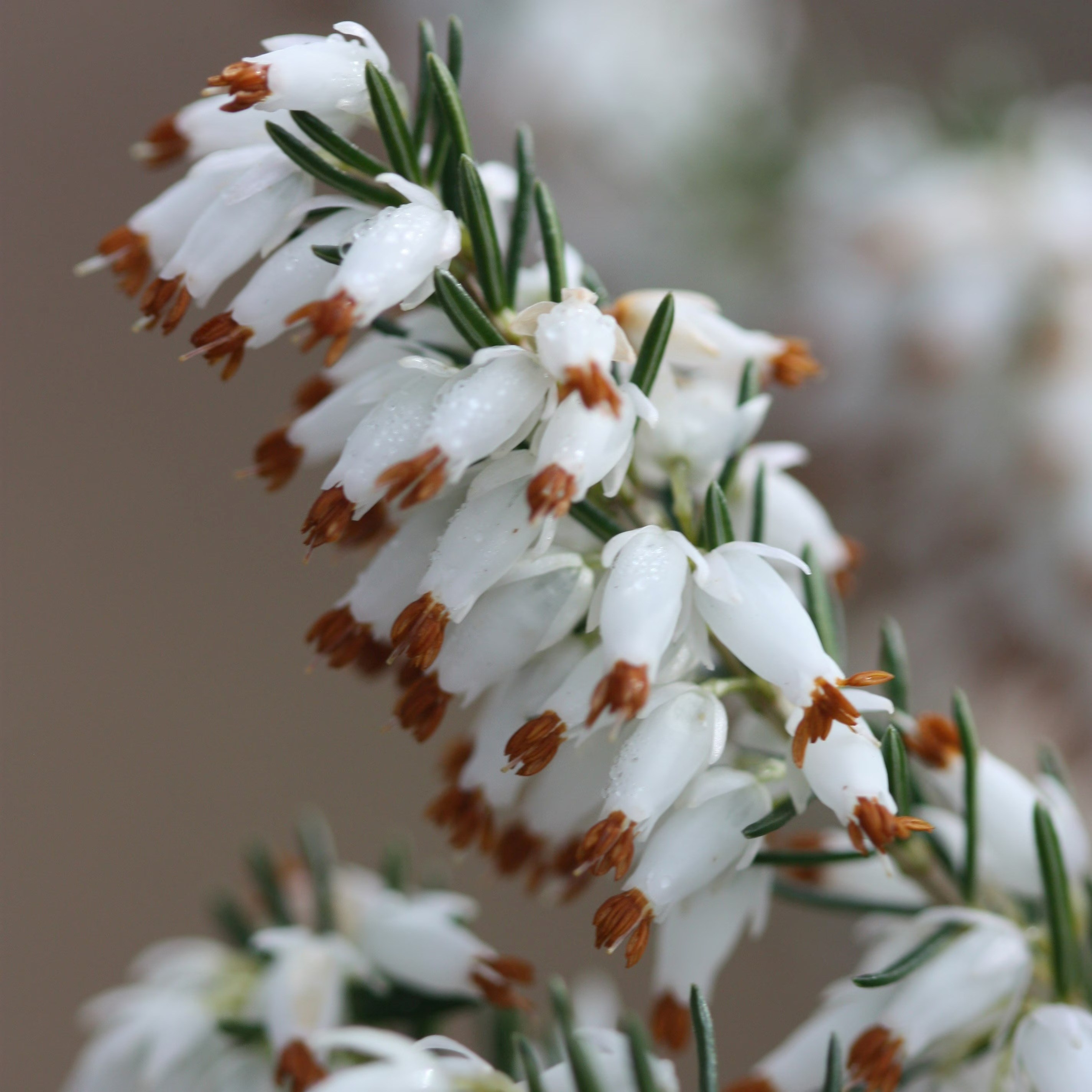 Erica carnea Whitehall | Winter Heath Heather