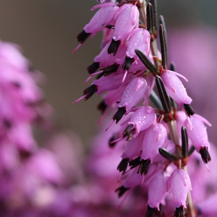 Erica × darleyensis Furzey
