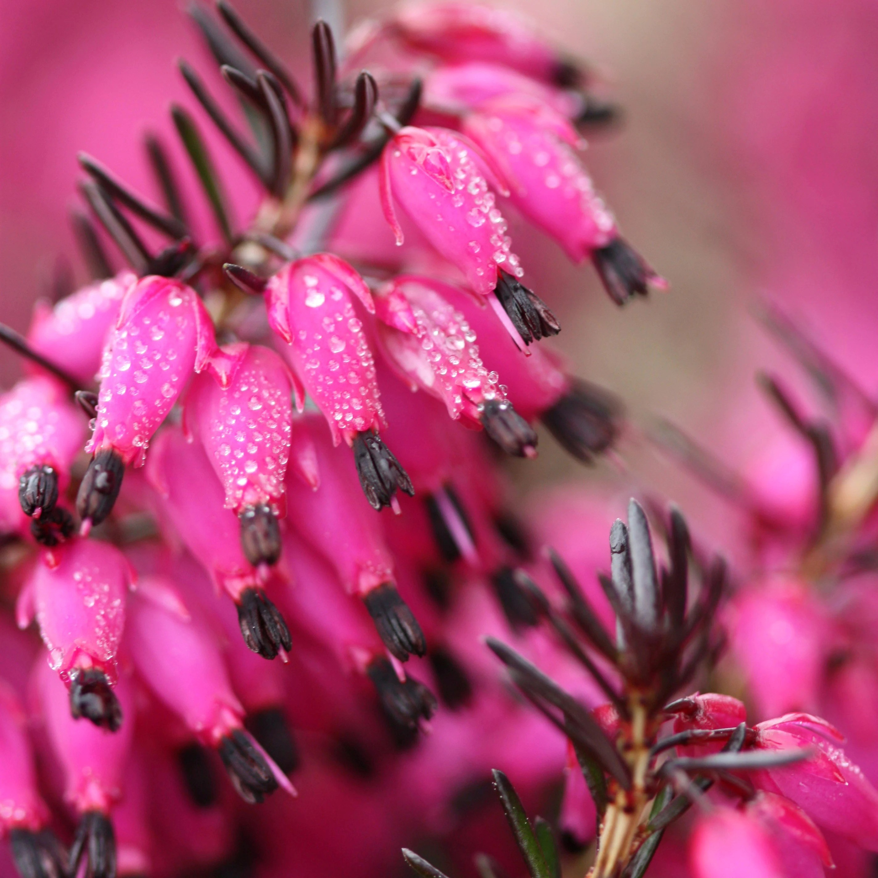 Erica Carnea Myretoun Ruby | Winter Heath Heather