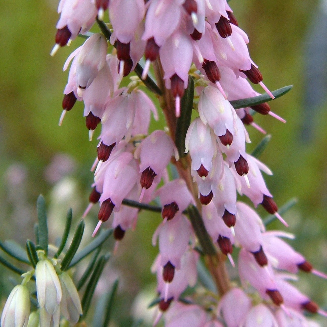 Erica Ghost Hills | Winter Heath Heather