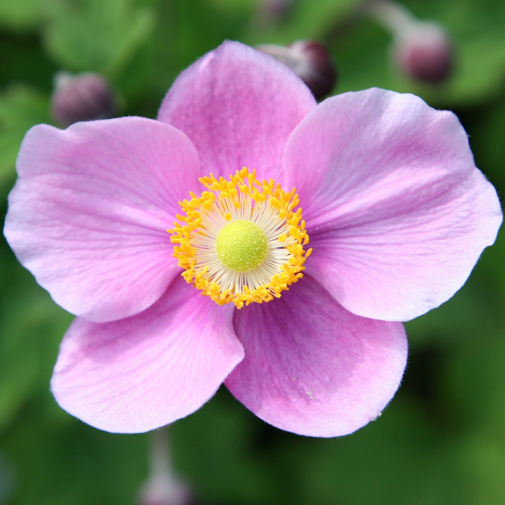 Anemone Hupehensis Var. Japonica Splendens | Japanese Anemone