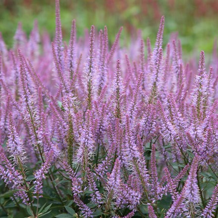 Veronicastrum virginicum Adoration