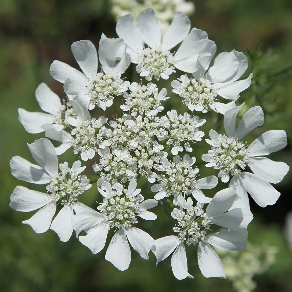 Orlaya Grandiflora | White Laceflower