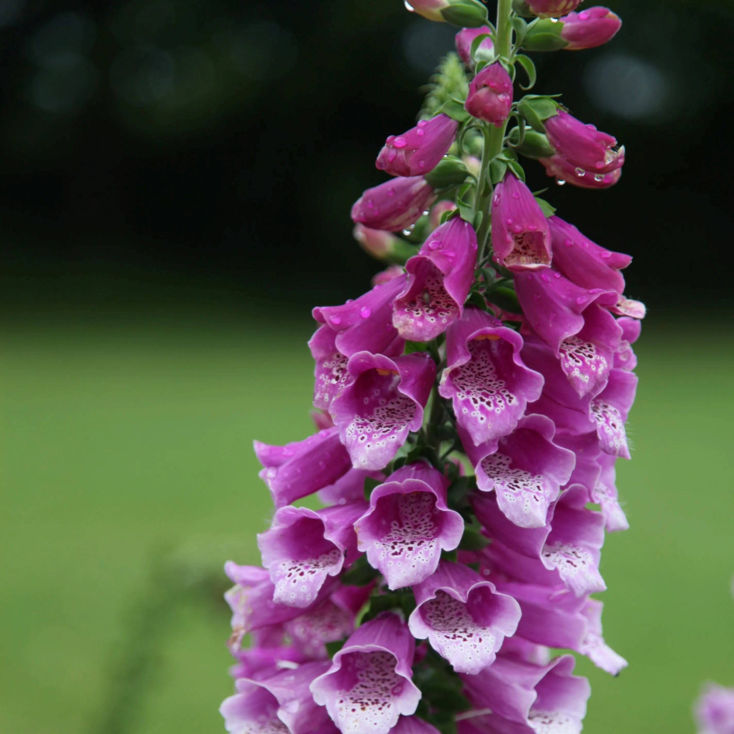 Digitalis Purpurea Dalmatian Purple | Foxglove