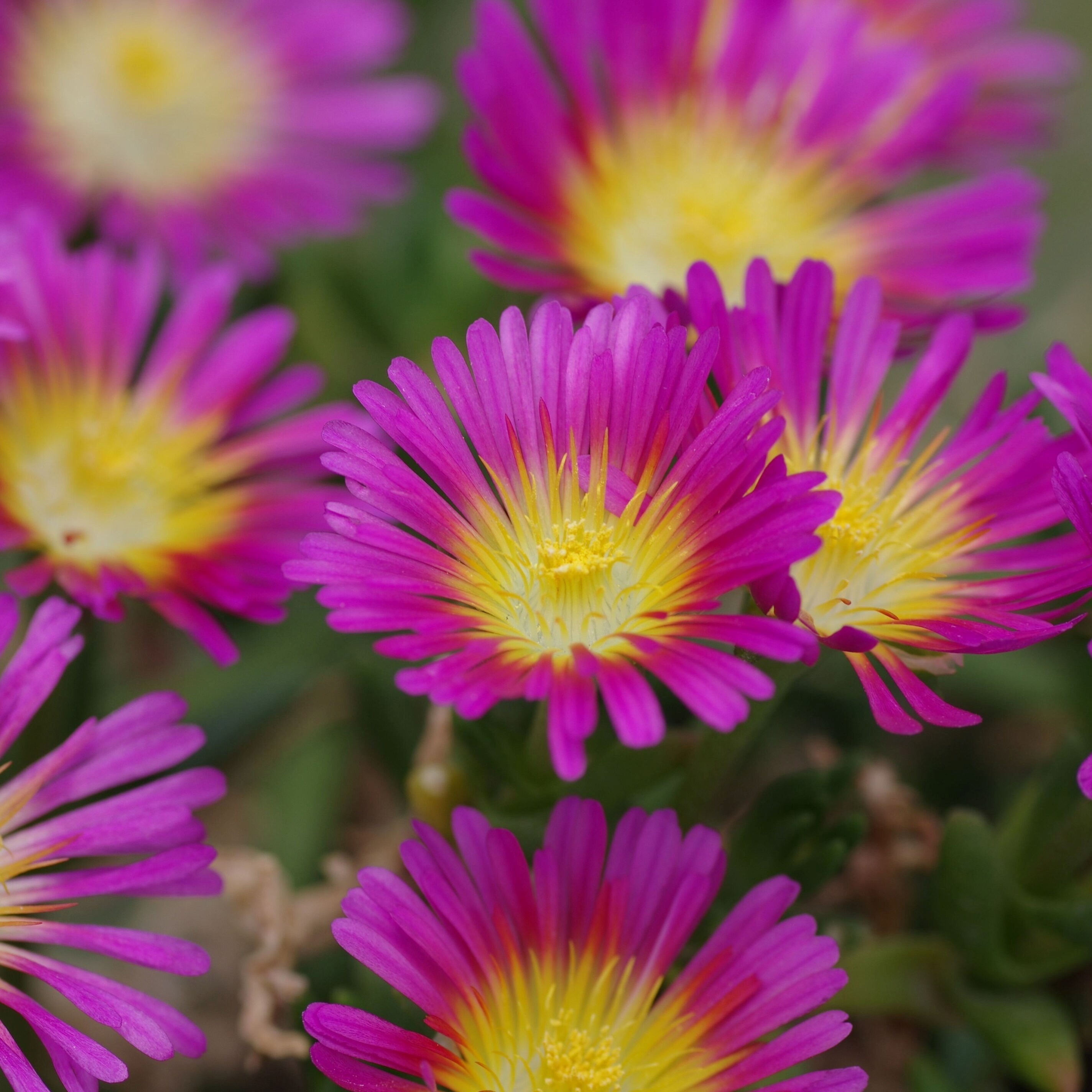 Delosperma Cooperi Hot Pink Wonder | Ice Plant