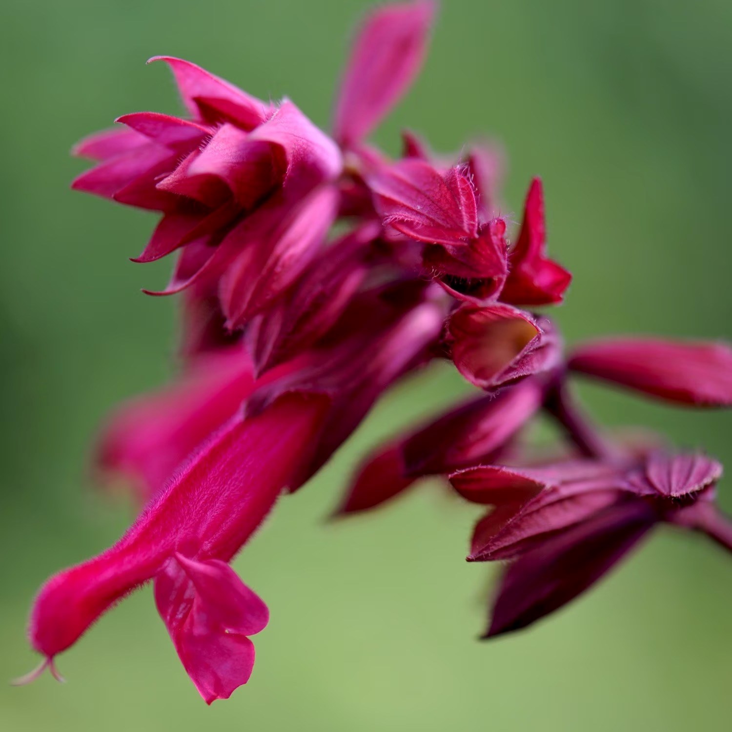 Salvia Wendys Wish | Sage
