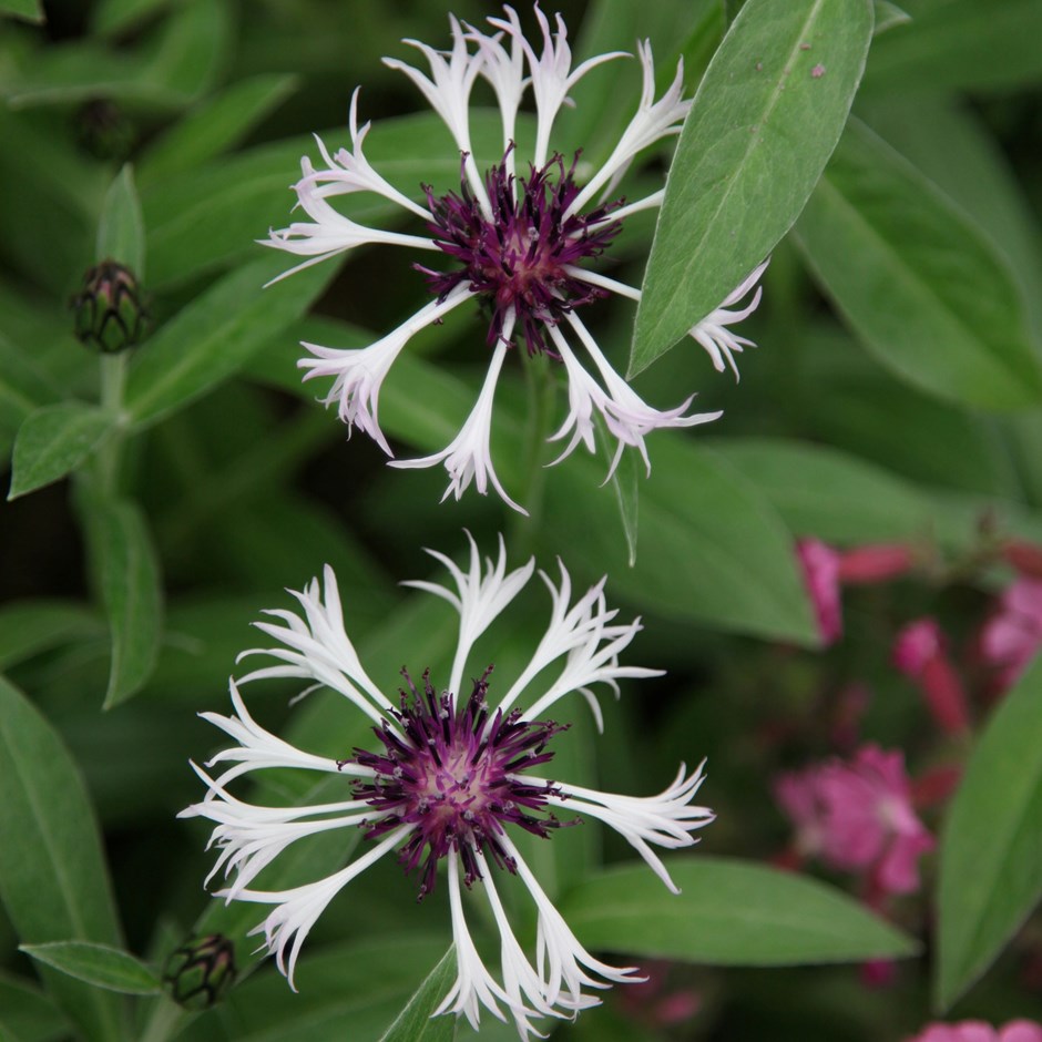 Centaurea montana Purple Heart | Knapweed | 9cm Pot