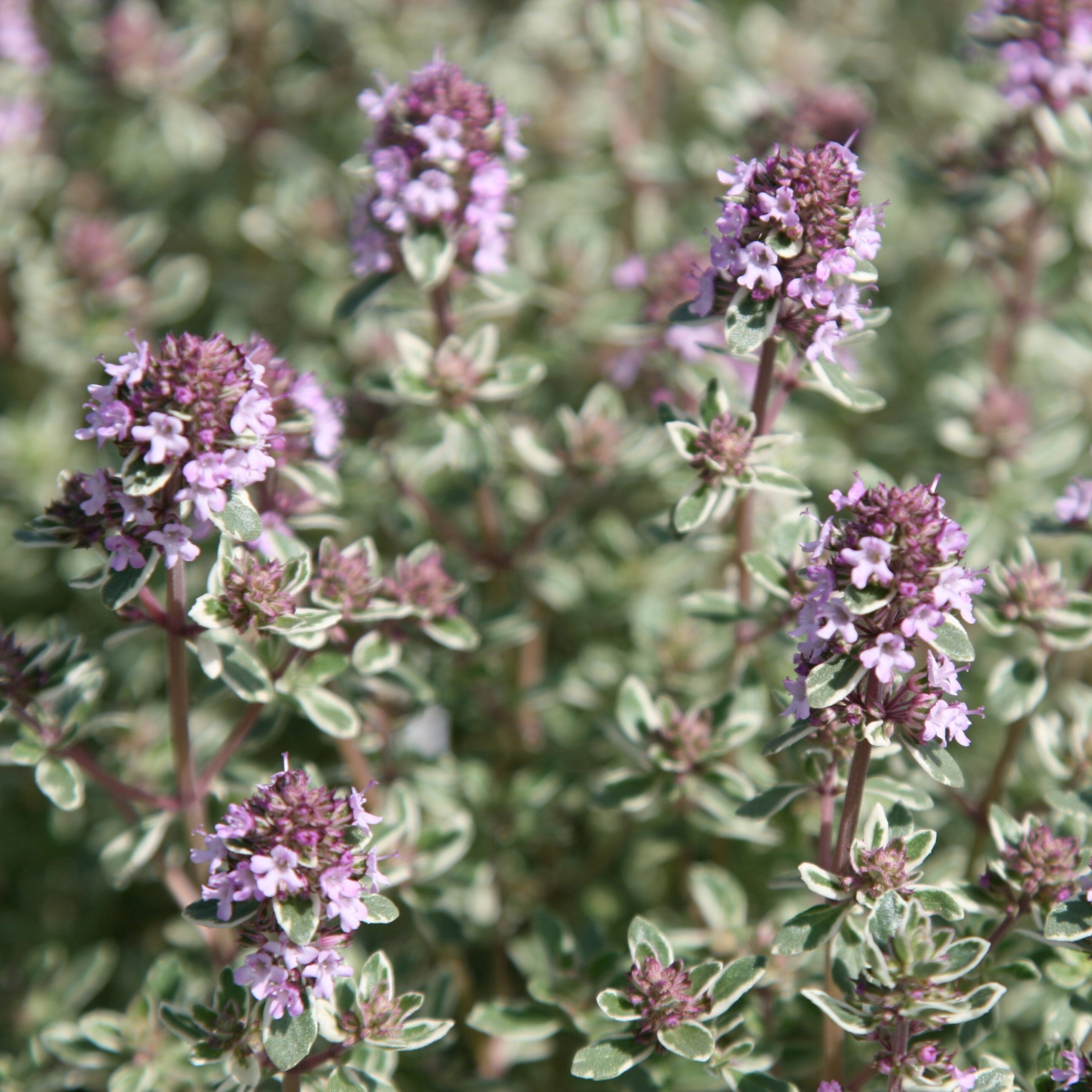 Thyme Silver Posie | Thymus