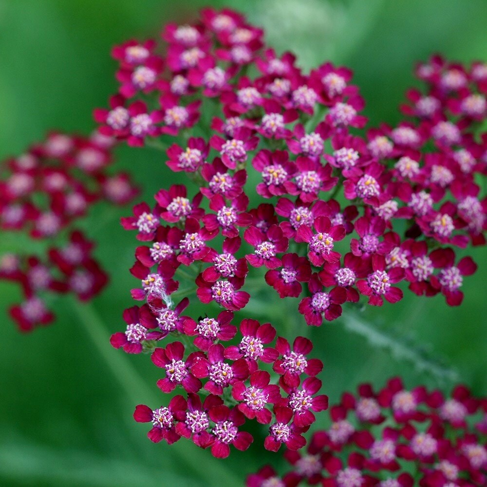 Achillea Summerwine | Yarrow