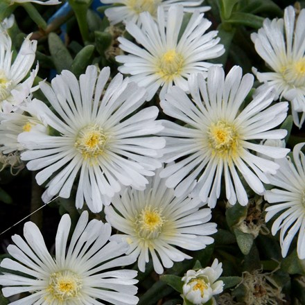 Delosperma White Wonder ('Wowdw7') (Wheels of Wonder Series) (PBR)