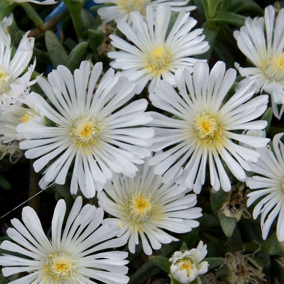 Delosperma White Wonder | Ice Plant