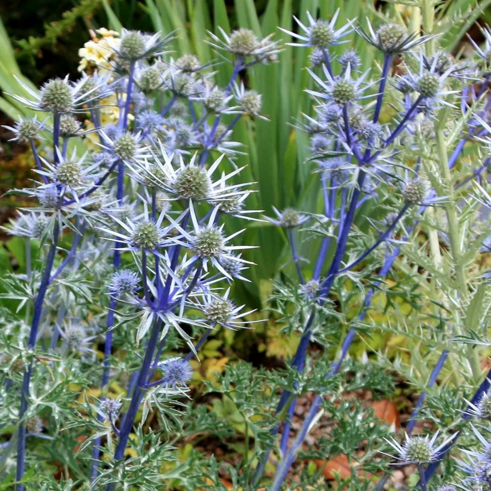 Eryngium Bourgatii | Sea Holly