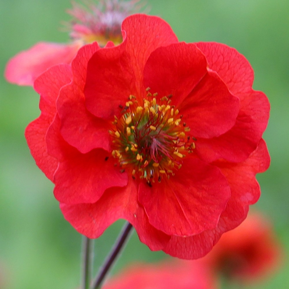 Geum Scarlet Tempest | Avens