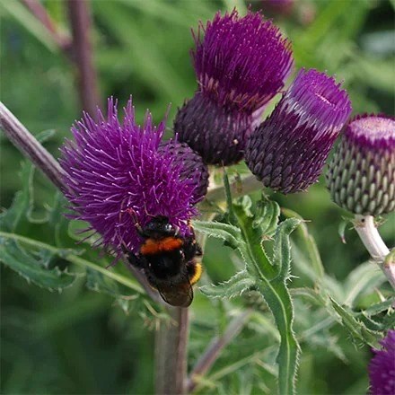 Cirsium Rivulare Trevors Felley Find | Brook Thistle