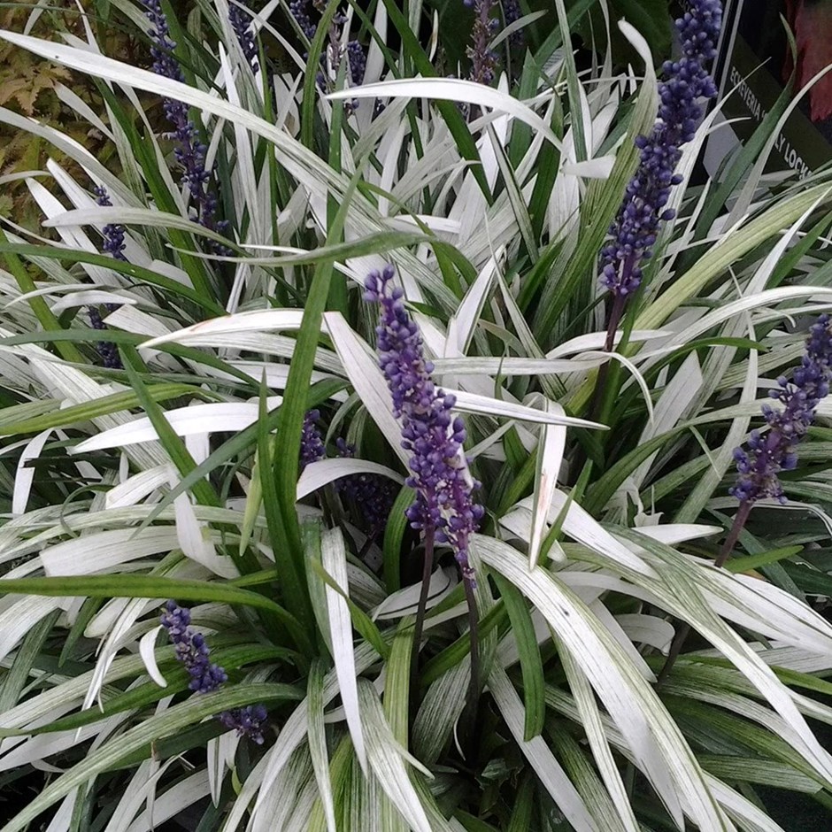 Liriope muscari Okina | Lily-turf