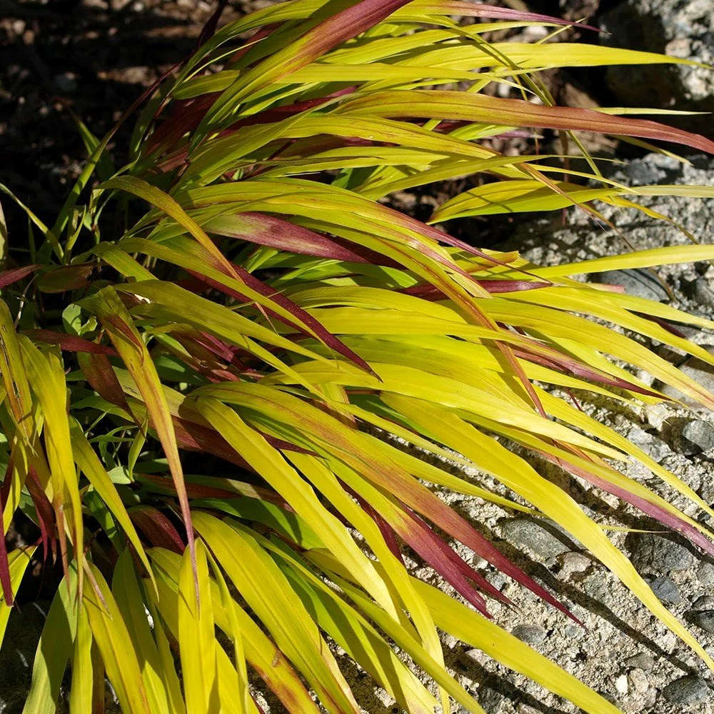 Hakonechloa Macra Sunflare