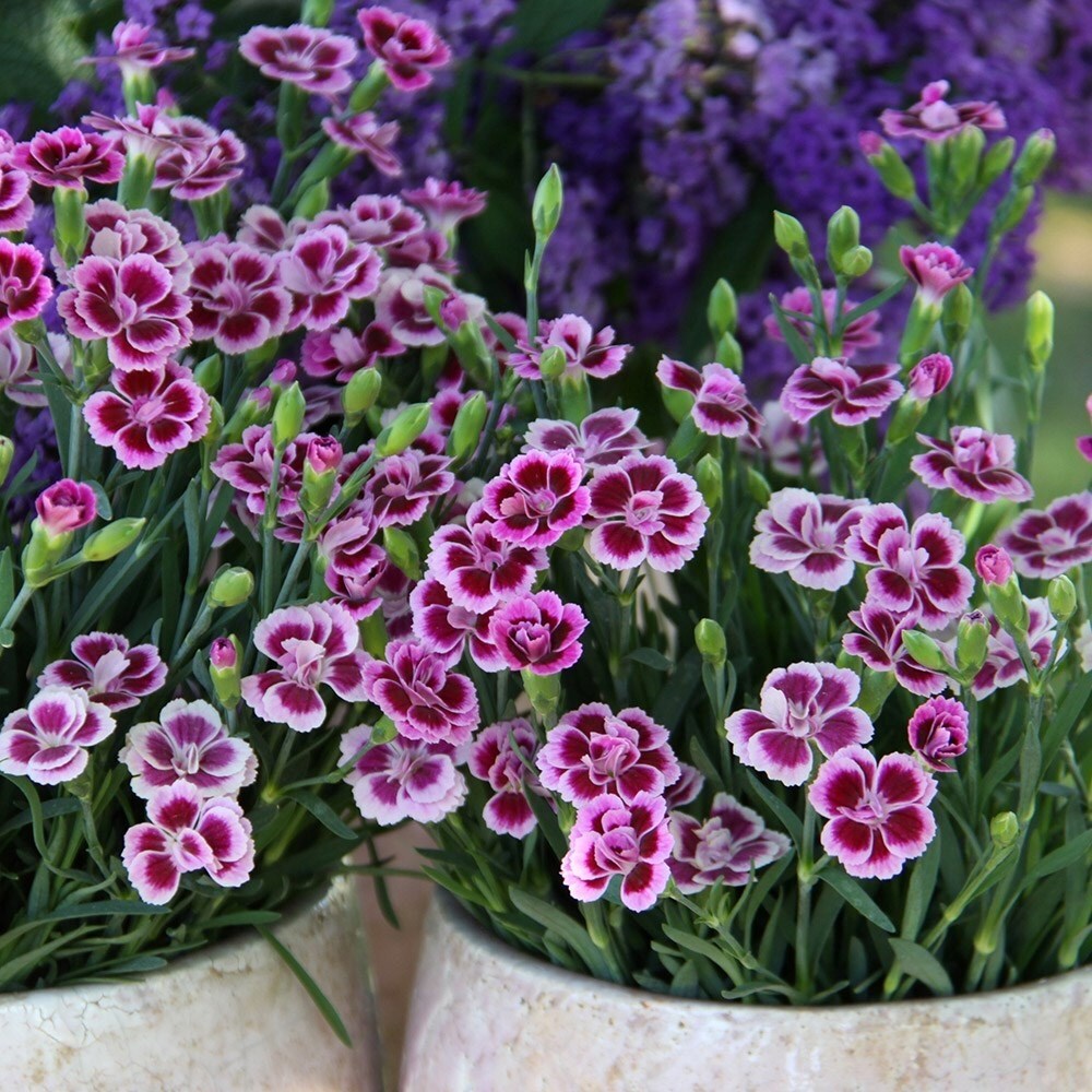 Dianthus Pink Kisses | Garden Pinks