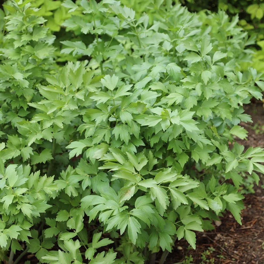 Lovage | Levisticum Officinale