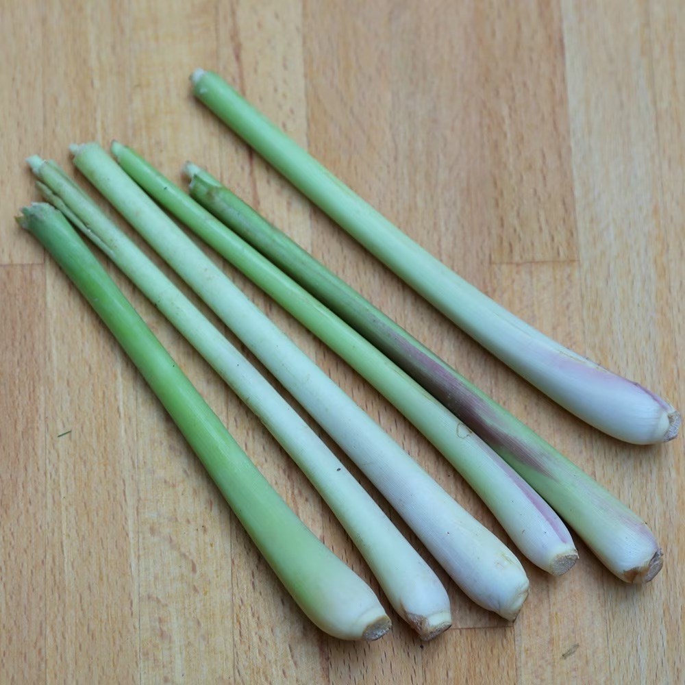 Lemon Grass | Cymbopogon citratus