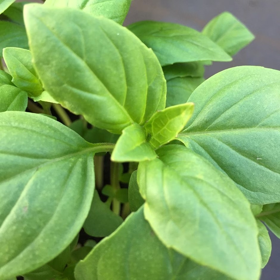 Ocimum basilicum Thai | Thai Basil | approx 1800 seeds