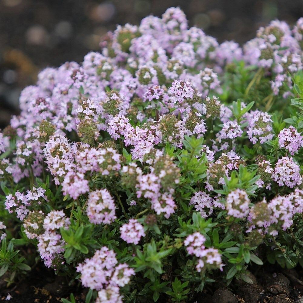 Thyme Jekkas  | Thymus Jekka
