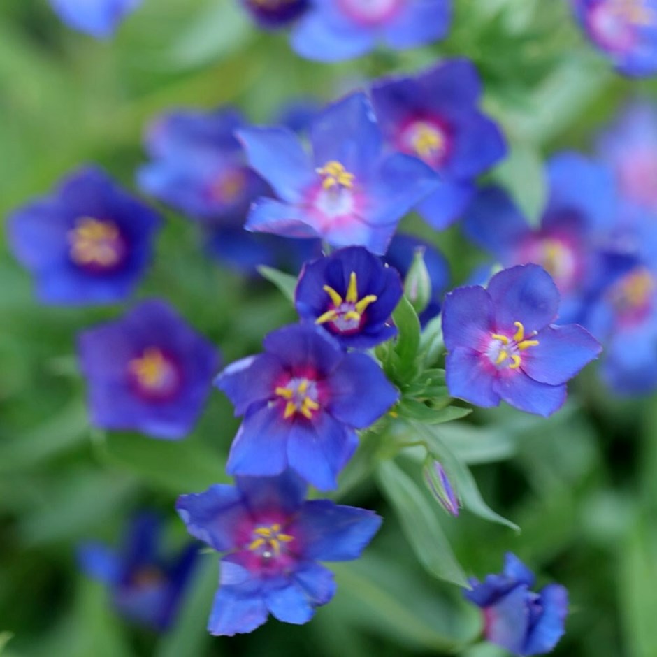 Anagallis Monellii Skylover | Blue Pimpernell