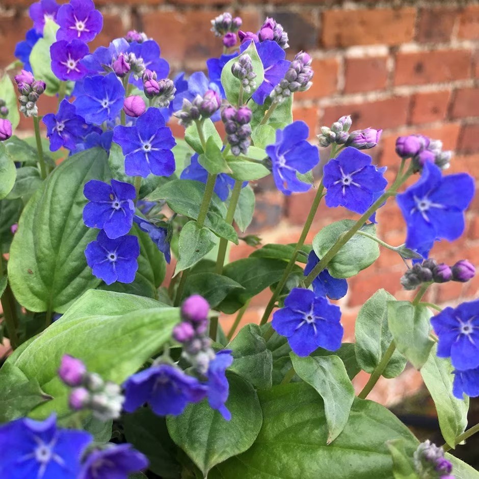 Omphalodes Cappadocica Cherry Ingram | Navelwort