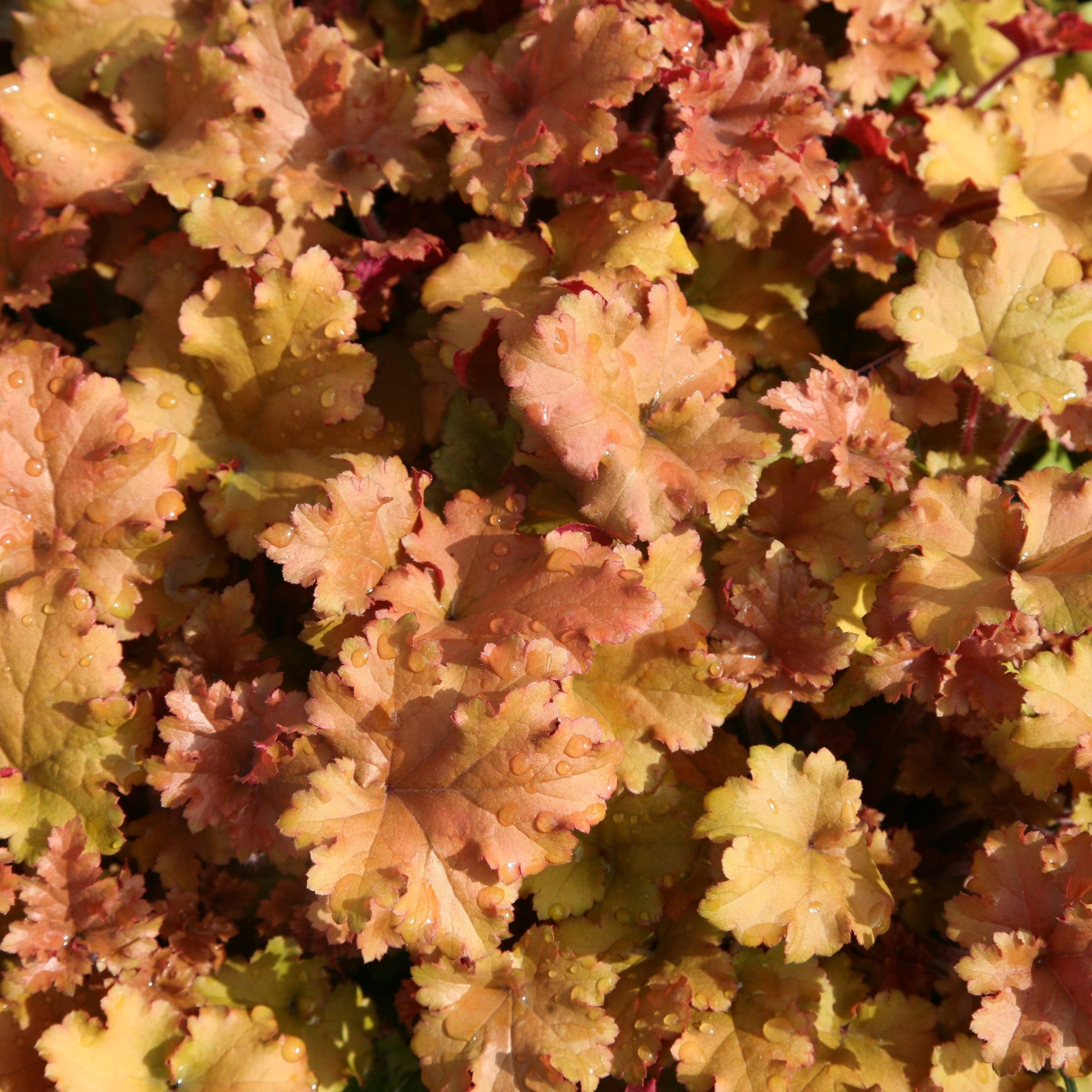 Heuchera Marmalade | Coral Bells