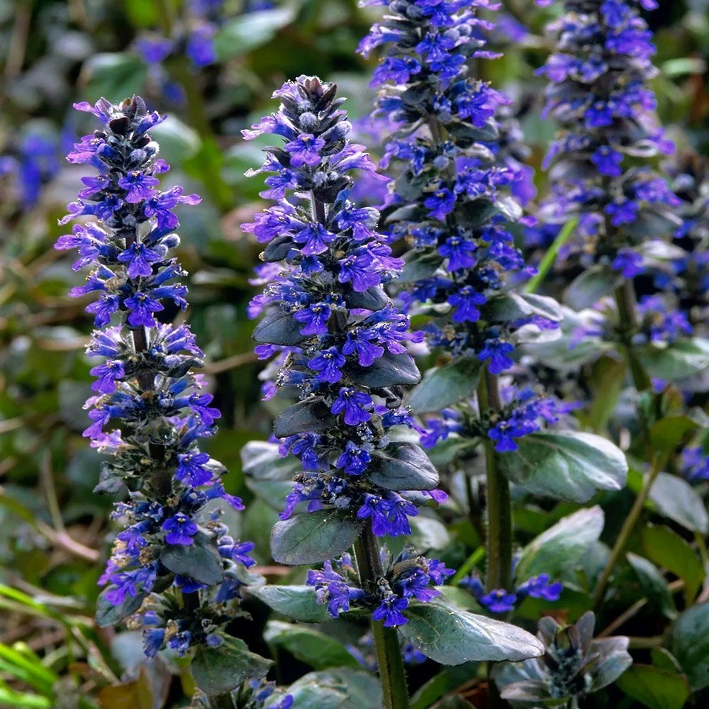 Ajuga Reptans Catlins Giant | Bugle