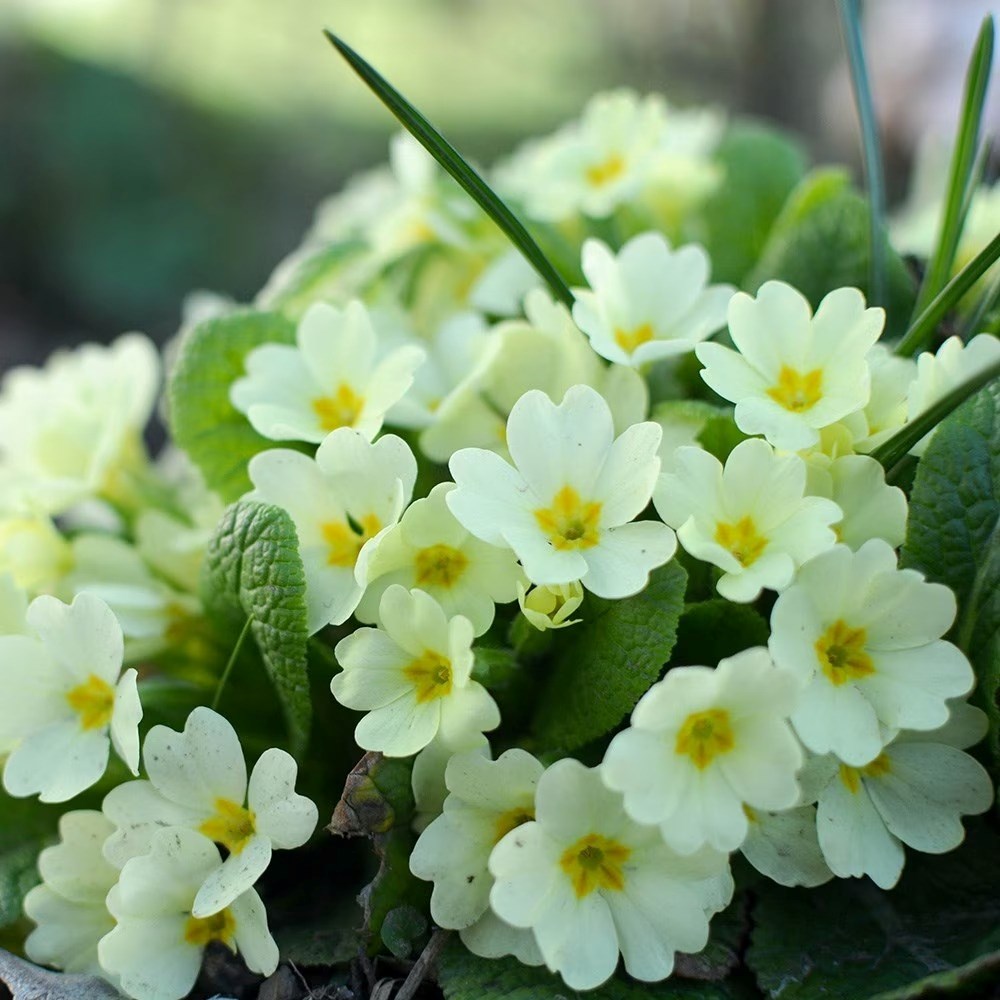 Primula Vulgaris | Primrose