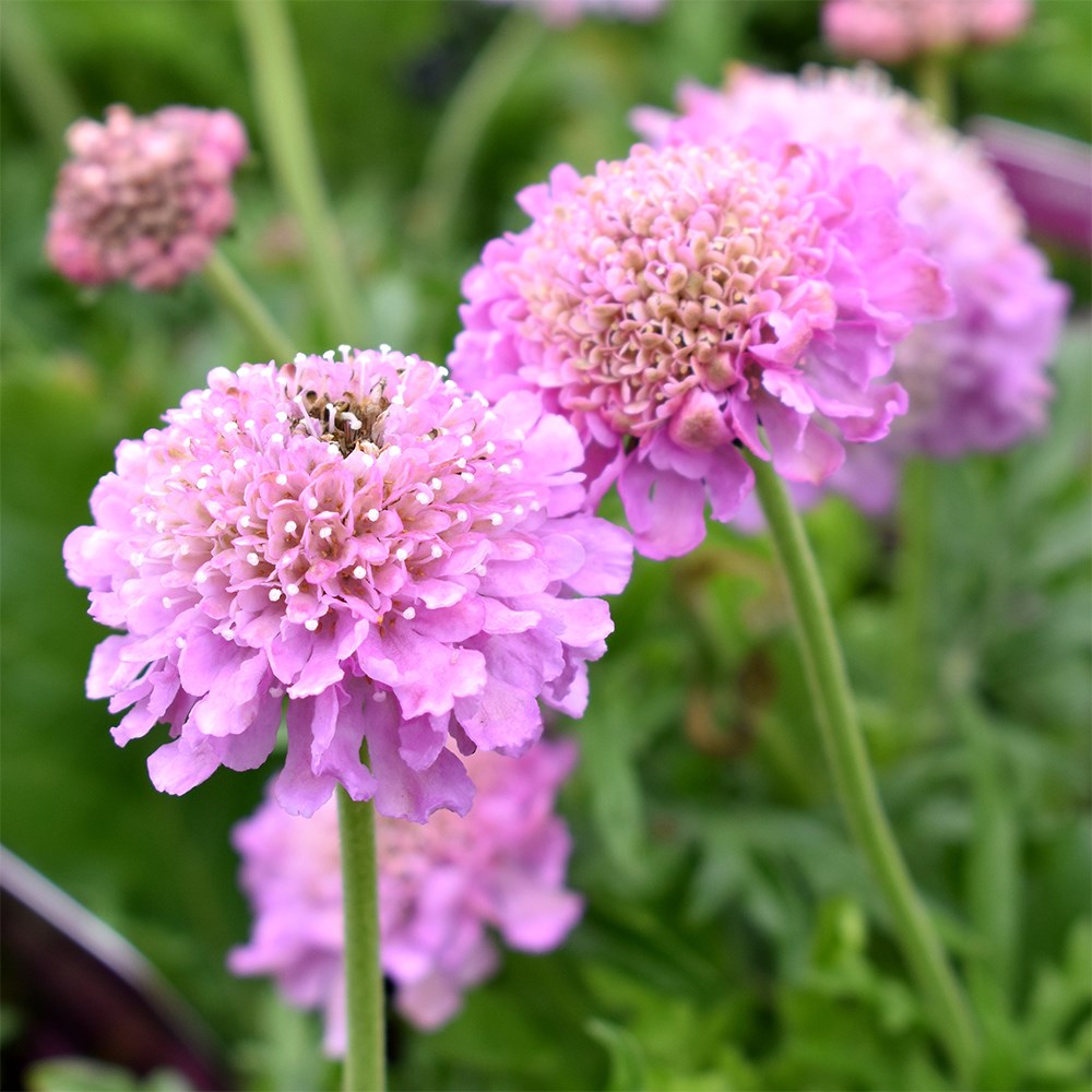 Scabiosa Pink Mist | Pincushion Flower Or Scabious