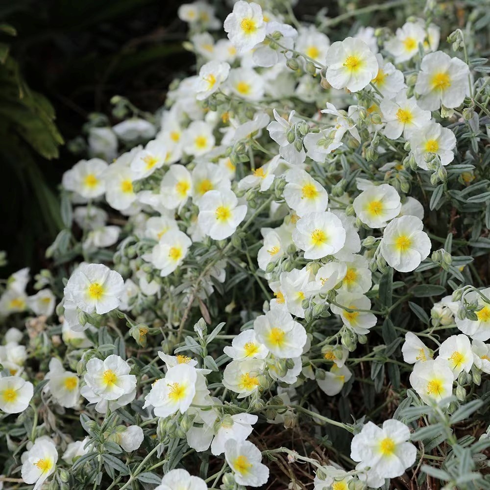 Helianthemum The Bride | Rock Rose