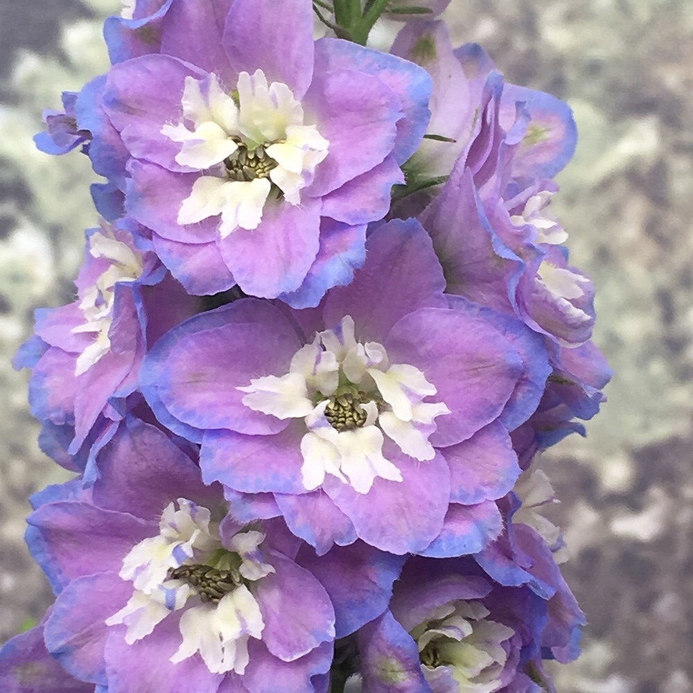 Delphinium Cameliard Group