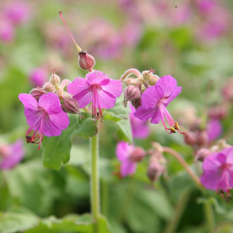 Geranium Macrorrhizum | Balkan Cranesbill