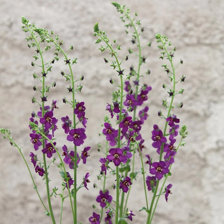 Verbascum Phoeniceum Violetta | Purple Mullein