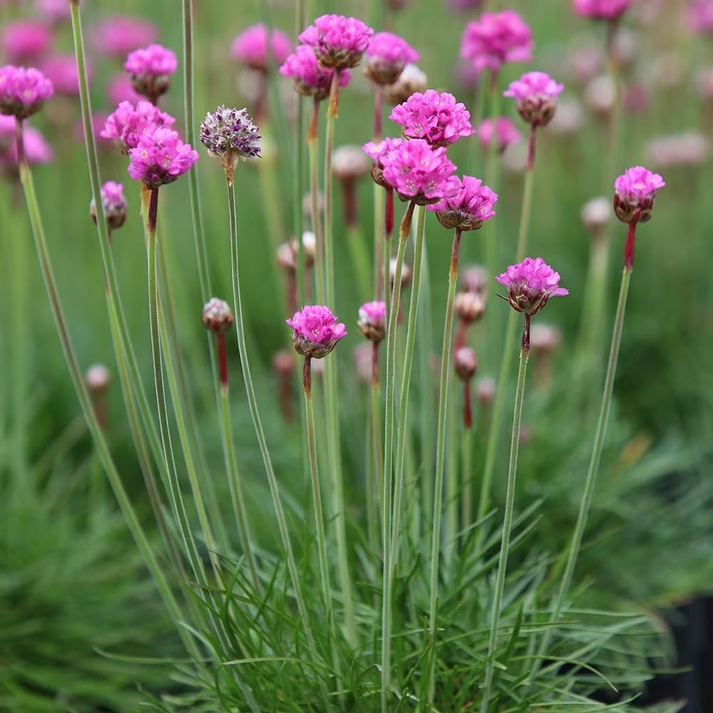 Armeria Maritima Splendens | Pink Seathrift